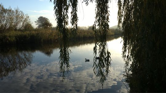 Doesburger Teiche und Grachten -1