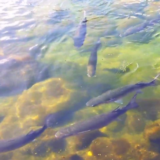 Atlantik (Lanzarote)-1