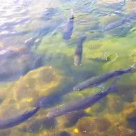 Atlantik (Lanzarote)-1