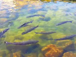 Atlantik (Lanzarote)