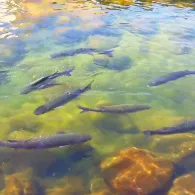 Atlantik (Lanzarote)-2