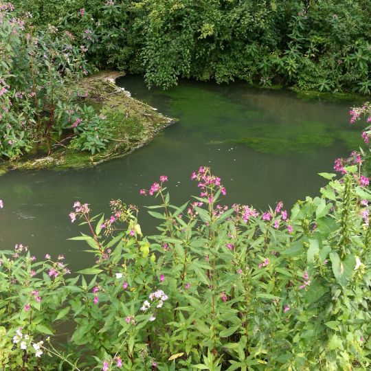 Sickergraben Isar 2 (rechts)-1