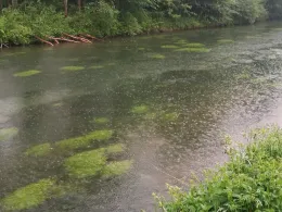 Sickergraben Isar 2 (rechts)-2