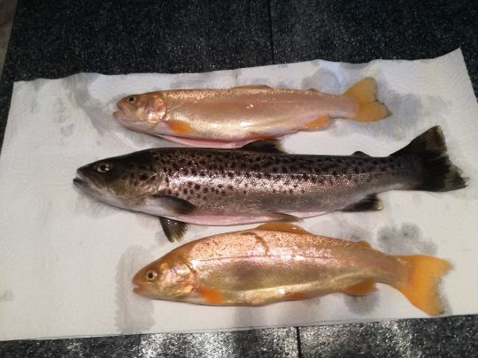 Fischzucht Mindeltal angeln