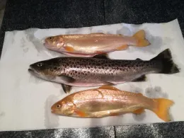 Fischzucht Mindeltal