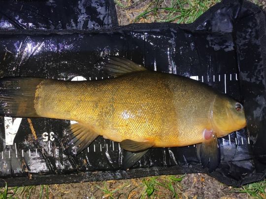 Allermöher Fleet-System-3