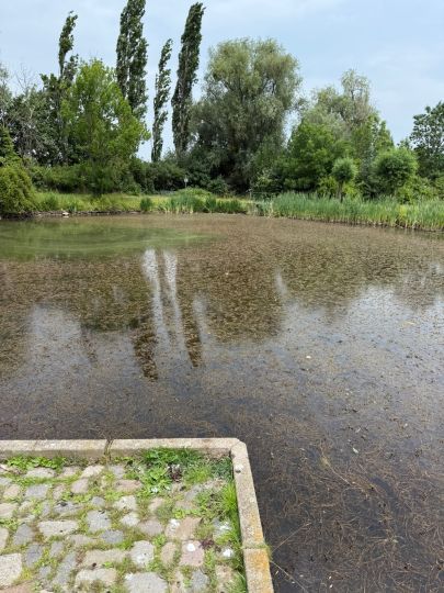 Dorfteich Opperrode-1