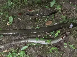 Regnitzsee (Altwasser Burk)