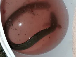 Baggersee Dietenheim 2