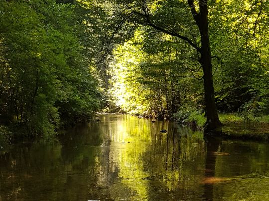 Biela (Königstein)-1