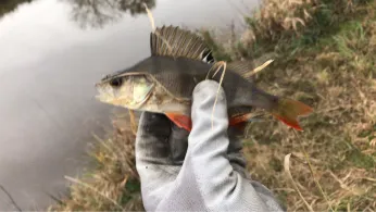 Überlaufpolder (Detern)-1