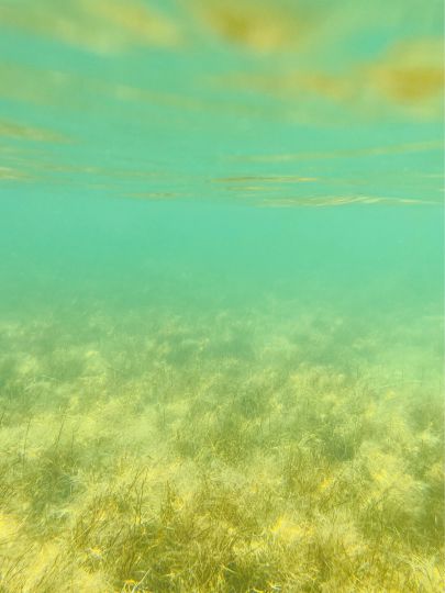 Tagebaurestloch Werben (Werbener See)-4