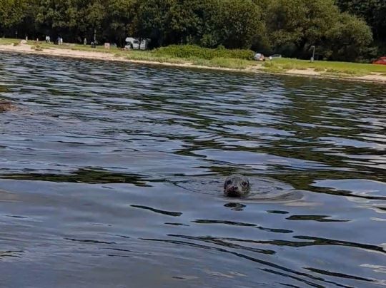 Kieler Förde (Kitzeberg)-1