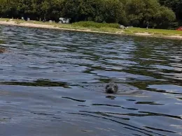 Kieler Förde (Kitzeberg)-1