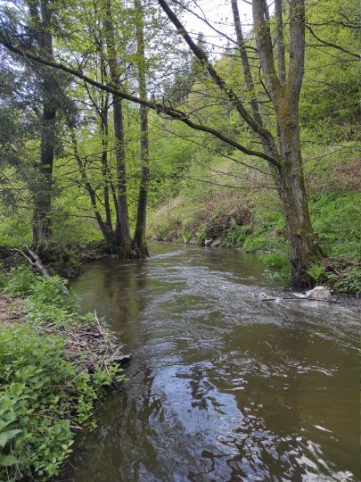 Höllbach (Wiesent)-2