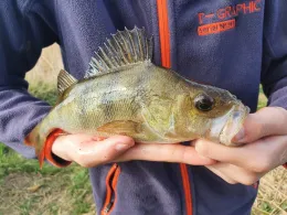 Trebel (Nehringen)-3