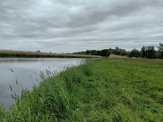 Trebel (Nehringen)-1