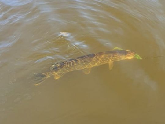 Trebel (Nehringen)-4