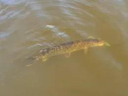 Trebel (Nehringen)-4