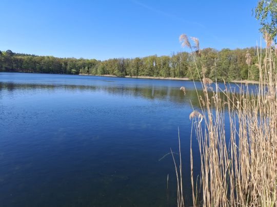 Grabowsee (Marienwerder)-4