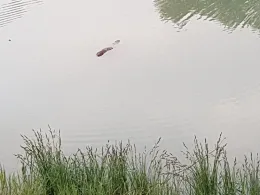 Pfaffenhofener Altwasser-0