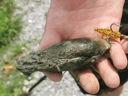 Pfaffenhofener Altwasser-3