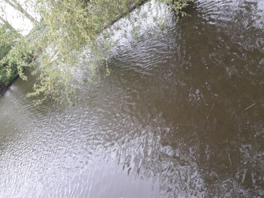 Haseldorfer & Hetlinger Binnenelbe