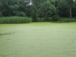 Burgteich Konradsburg-3