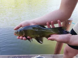 Großer Priepertsee-3