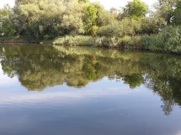 Schwänchenteich (Frankfurt/Oder)