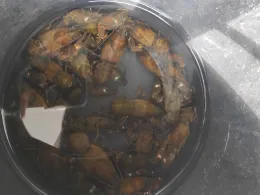 Naab (Luhe-Wildenau)-2