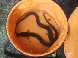 Havelkanal (Schönwalde)