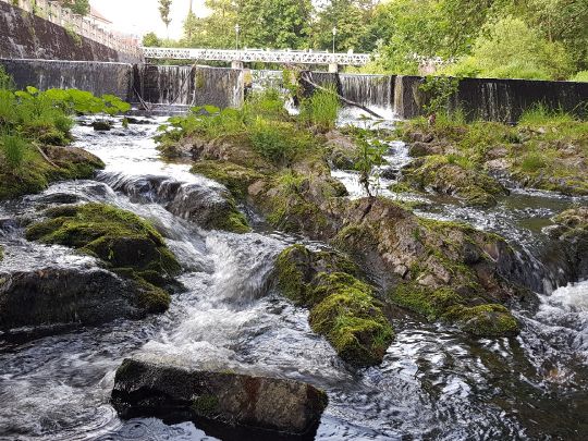 Oder (Bad Lauterberg/Harz) angeln
