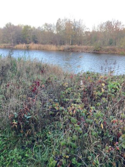 Alte Saale (Nienburg/Saale)-2