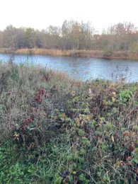 Alte Saale (Nienburg/Saale)-2