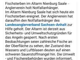 Alte Saale (Nienburg/Saale)-2