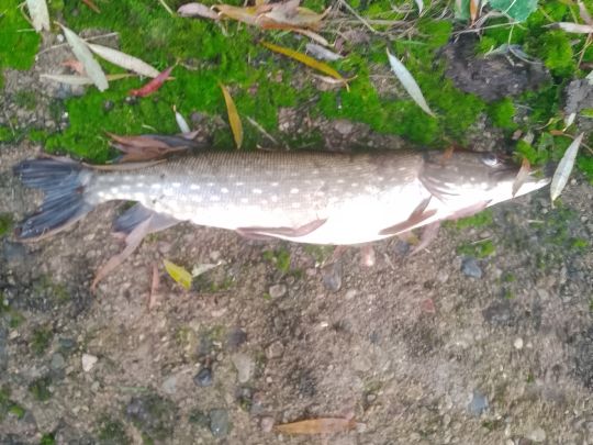 Ostpeene (Malchin)-1