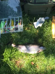 Fischzucht Aumühle-3