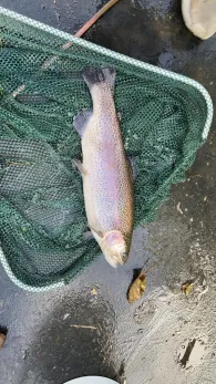 Eyter (Thedinghausen)