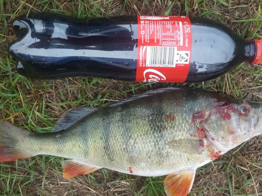 Plittersdorfer Altrhein