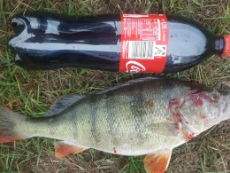 Plittersdorfer Altrhein