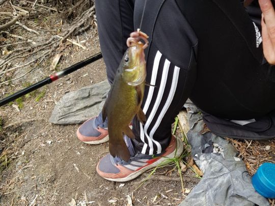 Dreieckssee (Berlin-Friedrichsfelde)