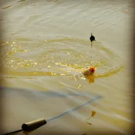 Vereinsteich ASV Massenheim-4