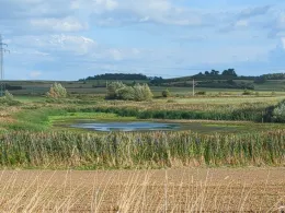 Karpfenpfuhl (Niederlandin)