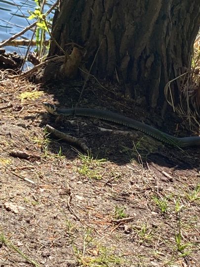 Kiesgrube Marienwerder-1