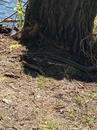 Kiesgrube Marienwerder-1