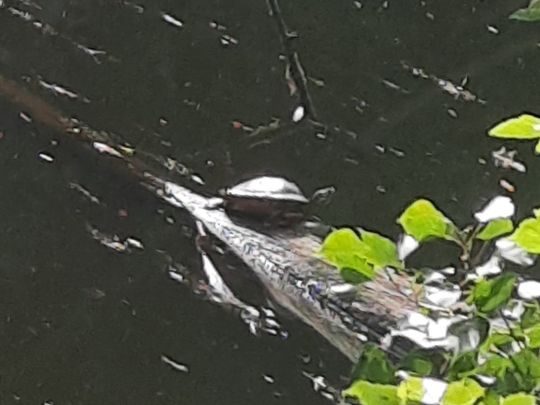 Steinbruch (Zschauitz)-3