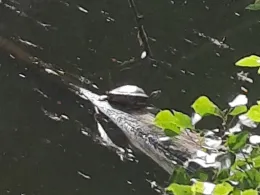 Steinbruch (Zschauitz)-3