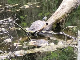 Steinbruch (Zschauitz)-2