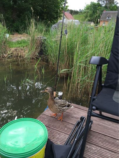 Krebssee (Brüssow)-1